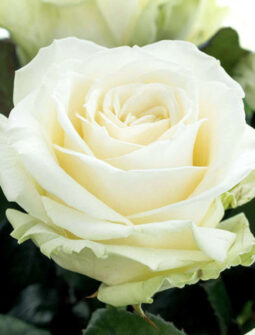 Троянда Біла